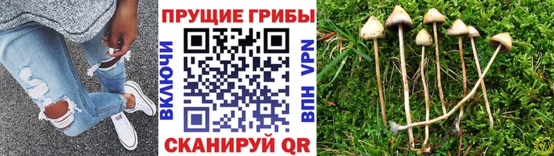 Галлюциногенные грибы мицелий  хочу   нарко площадка формула  Новочебоксарск 